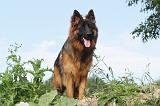 BERGER ALLEMAND 011